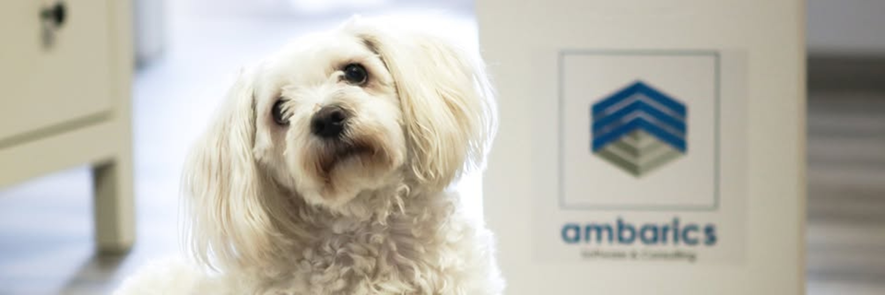 ambarics - Miss Sophie